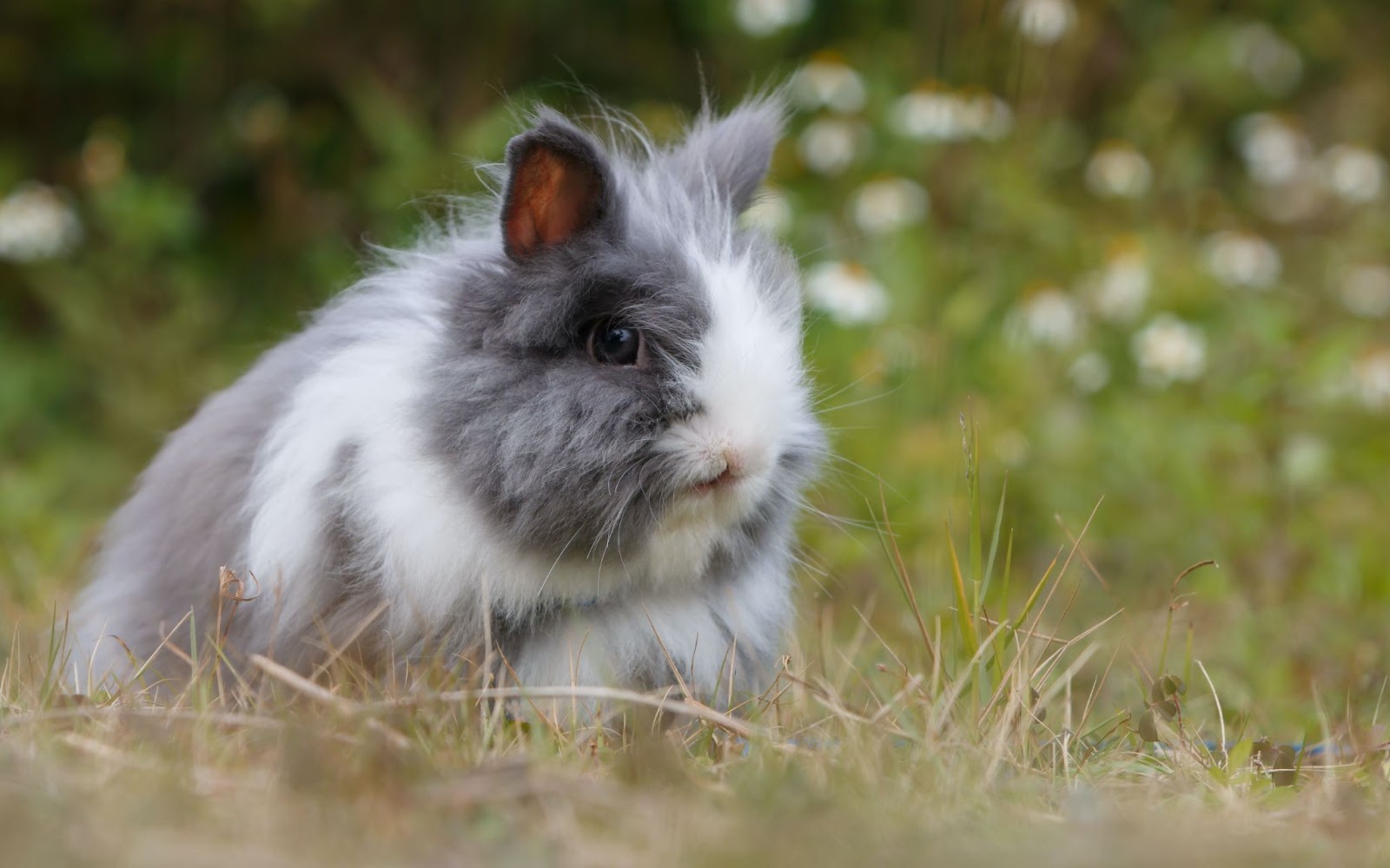 Rabbit in garden