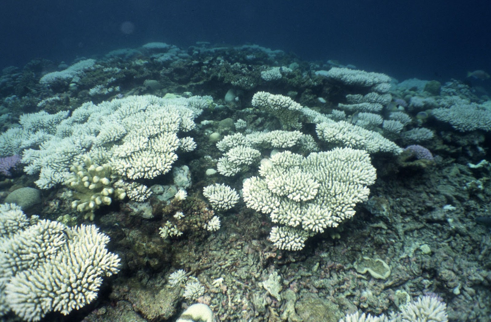 Coral bleaching in Chagos | Photo by Mark Spalding https://flic.kr/p/9kZG1q
