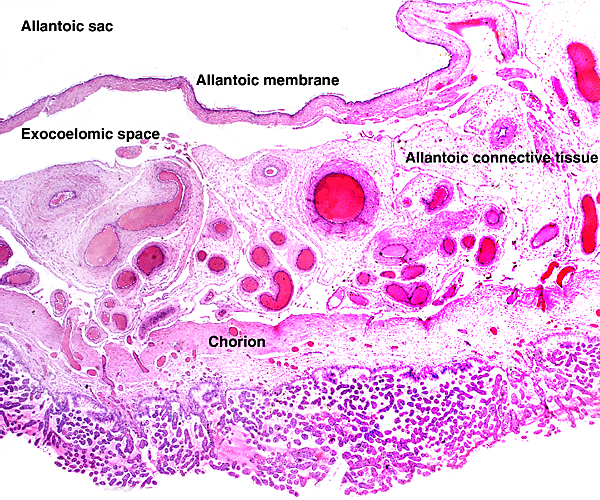 The amount of vasculature of the allantoic membrane is remarkably irregularly distributed, here it is very rich