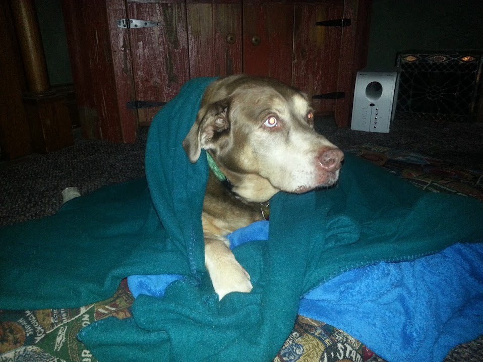 Mabel keeping warm under a blanket