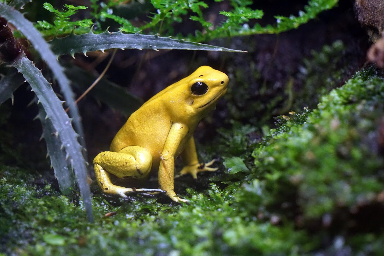 Golden dart frog in natural habitat