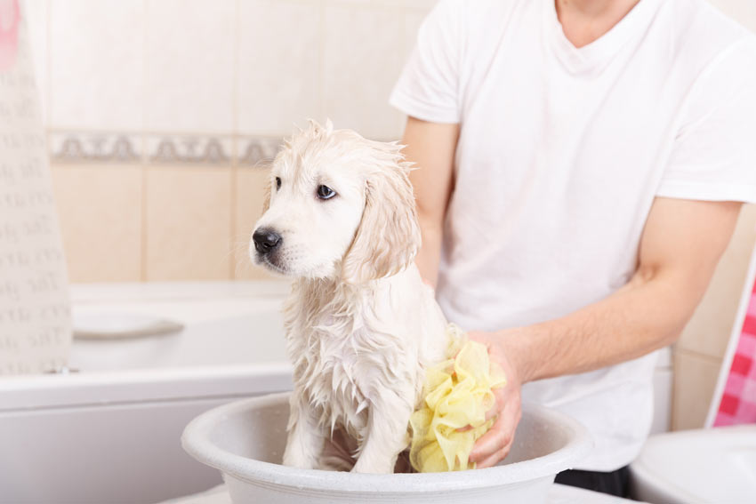 cần tắm cho chó thường xuyên