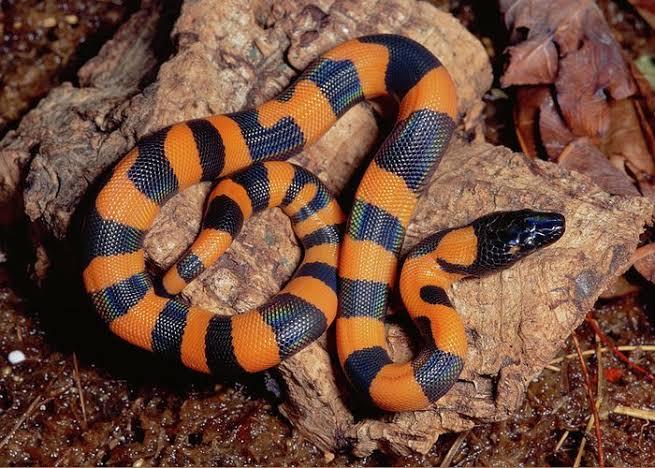Image result for ringed python