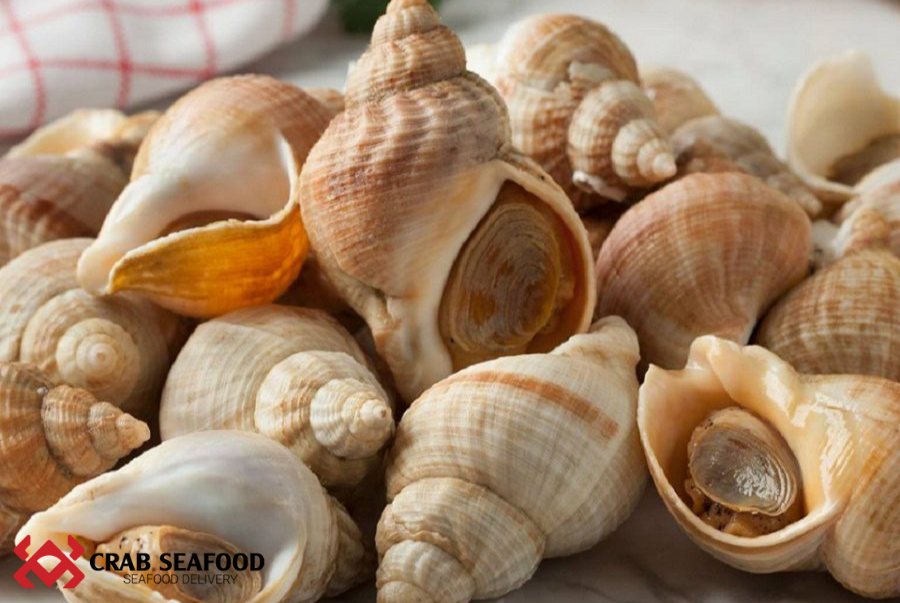 Ốc Bulot Pháp Là Ốc Gì? Điểm Qua Một Số Thông Tin Thú Vị Về Ốc Bulot - Crab Seafood