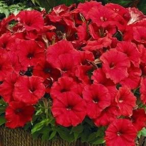 Image result for petunia picobella red