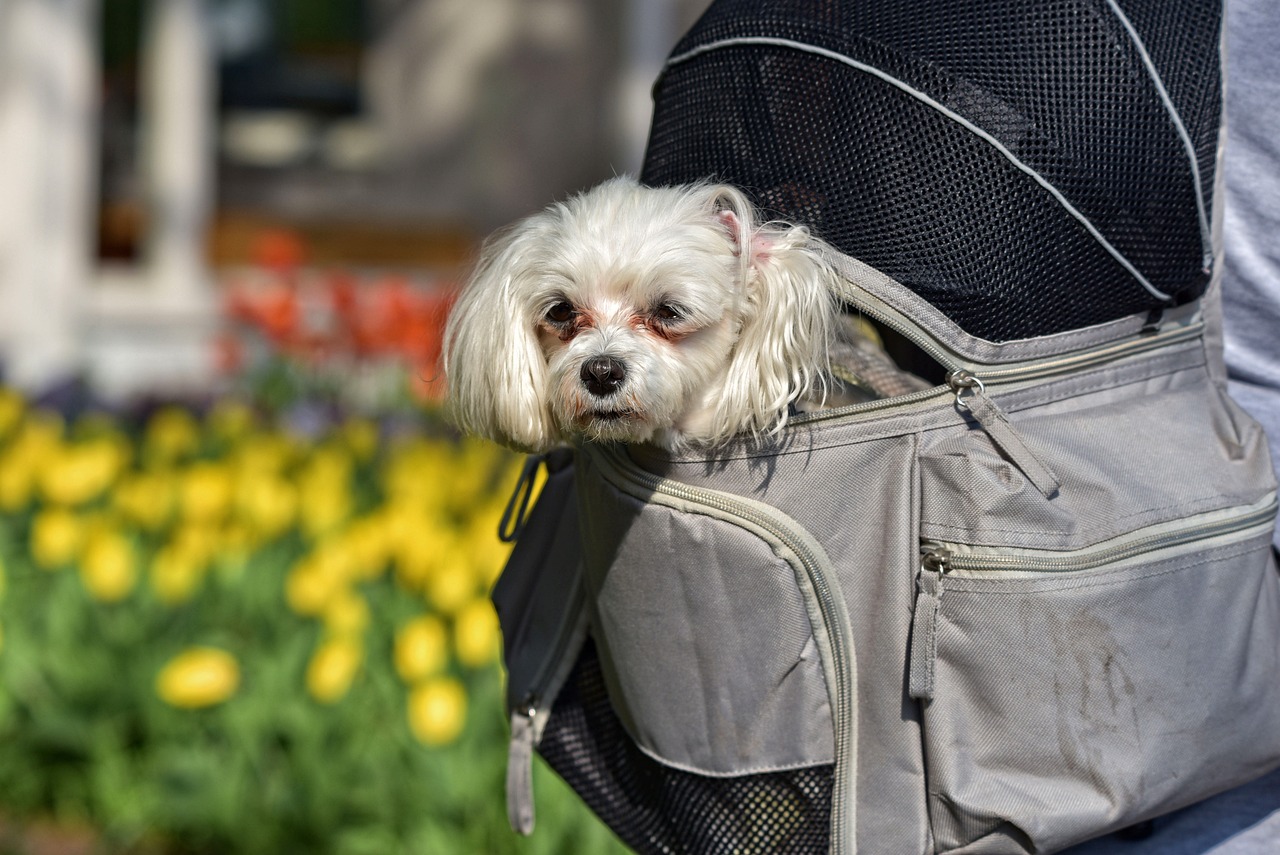 Petit chien dans un sac à dos