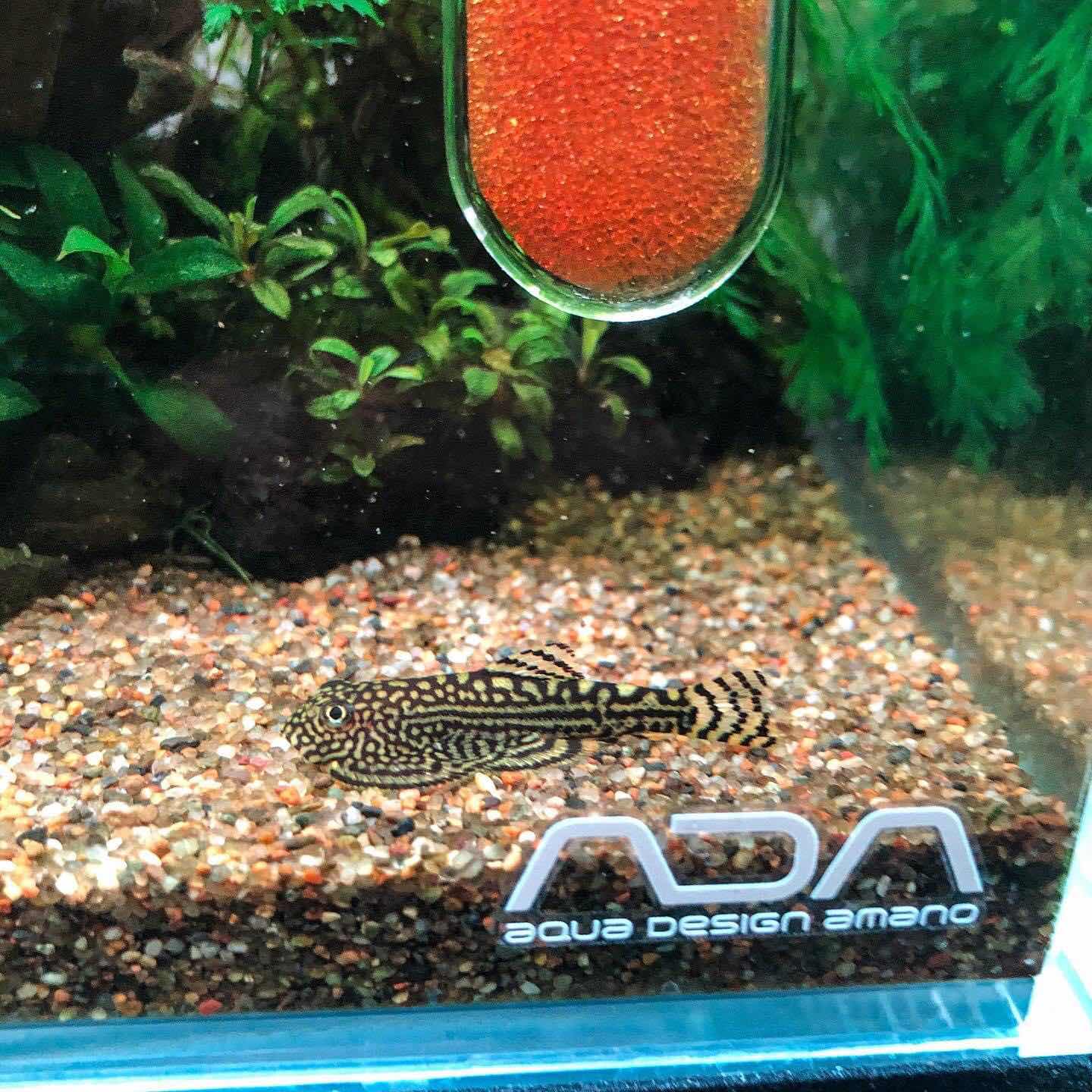 アクアテイク ｅ ブログ 21 4 3 土 入荷情報