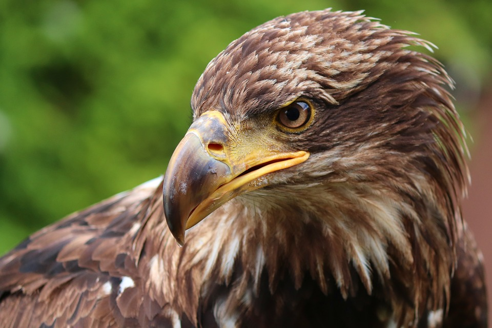 Closeup of a golden eagle with its face turned.