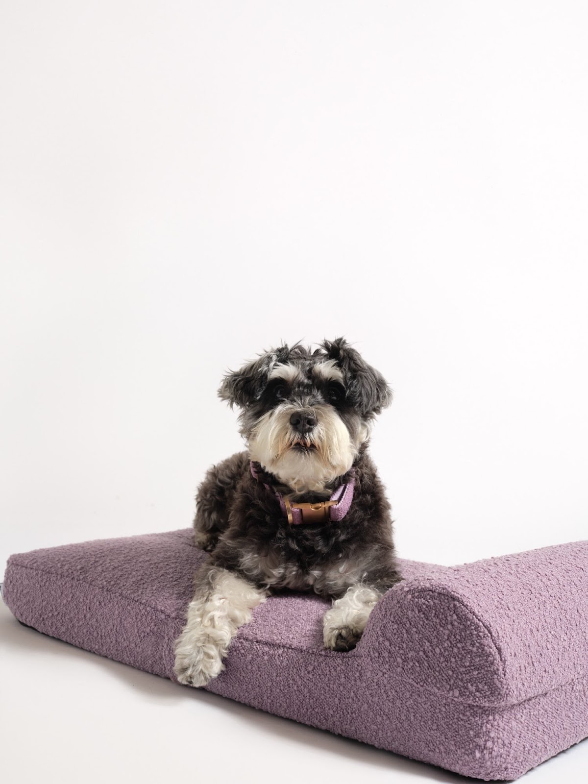 A dog on a pet bed