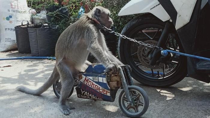 Hiburan topeng monyet sempat menjadi kontroversi di kalangan penyayang binatang. Namun hiburan rakyat itu ternyata tetap eksis sampai sekarang.