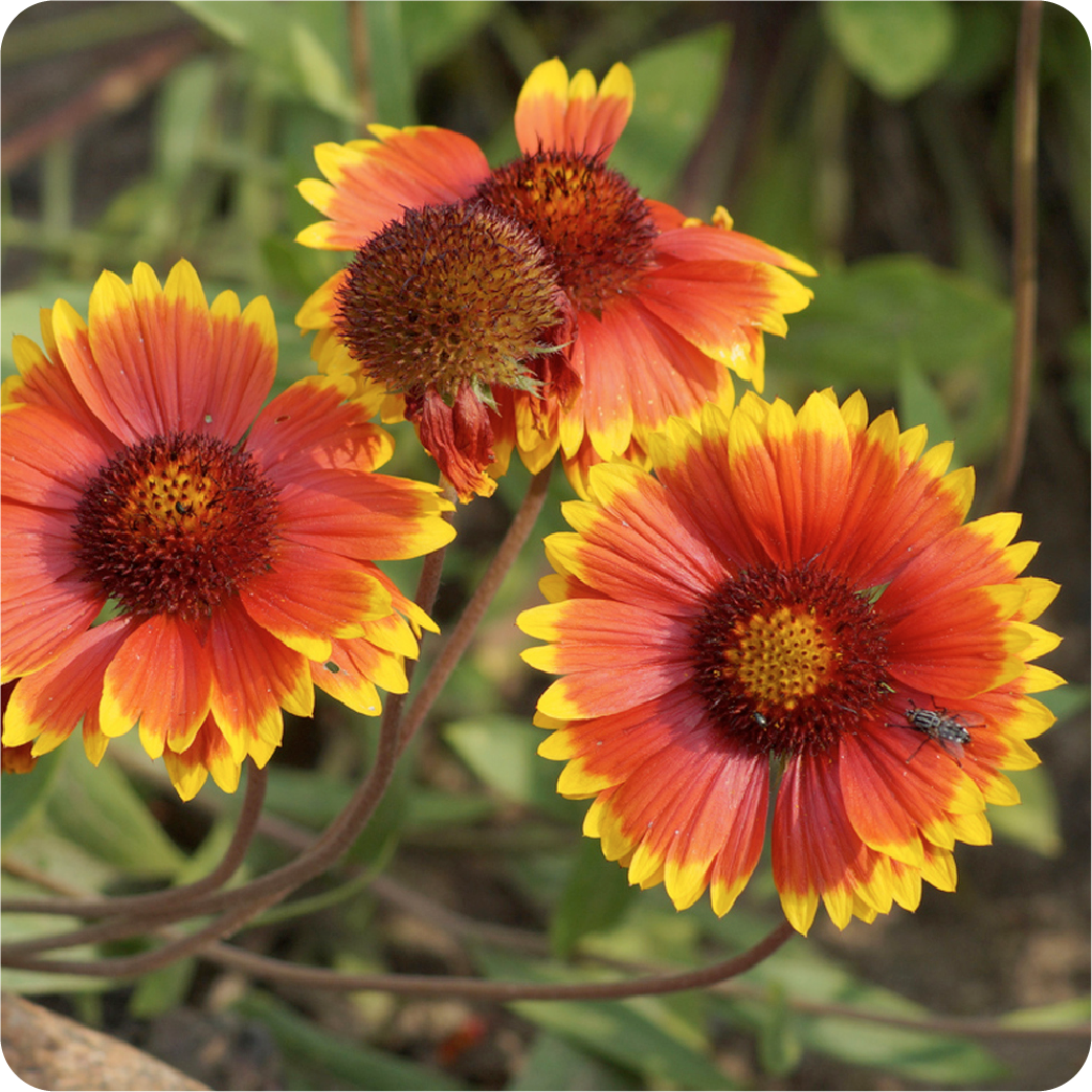 blanket flower