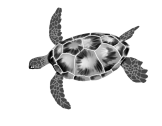 A black and white photo of a turtle

Description automatically generated with medium confidence