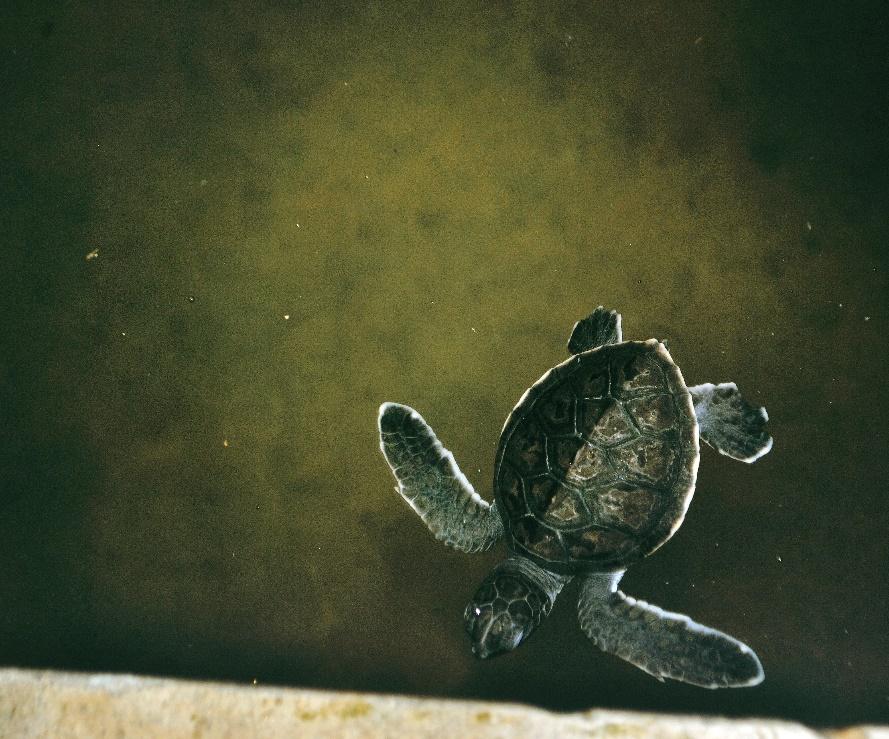 tanjung benoa turtle conservatory