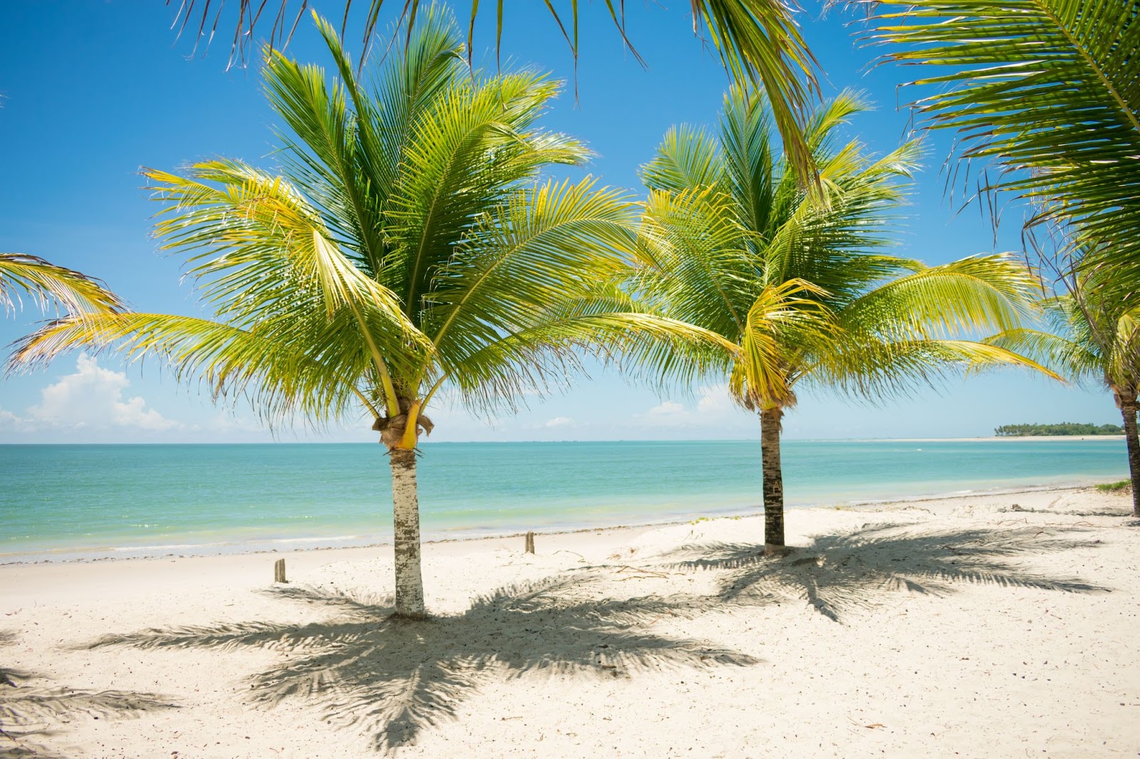 Dois coqueiros em praia sem ondas, mar azul e areia branca.