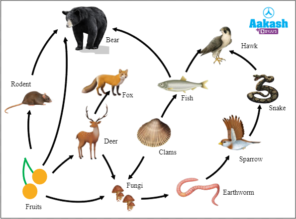 What are food chain? Definition, Types and Importance - biology | AESL