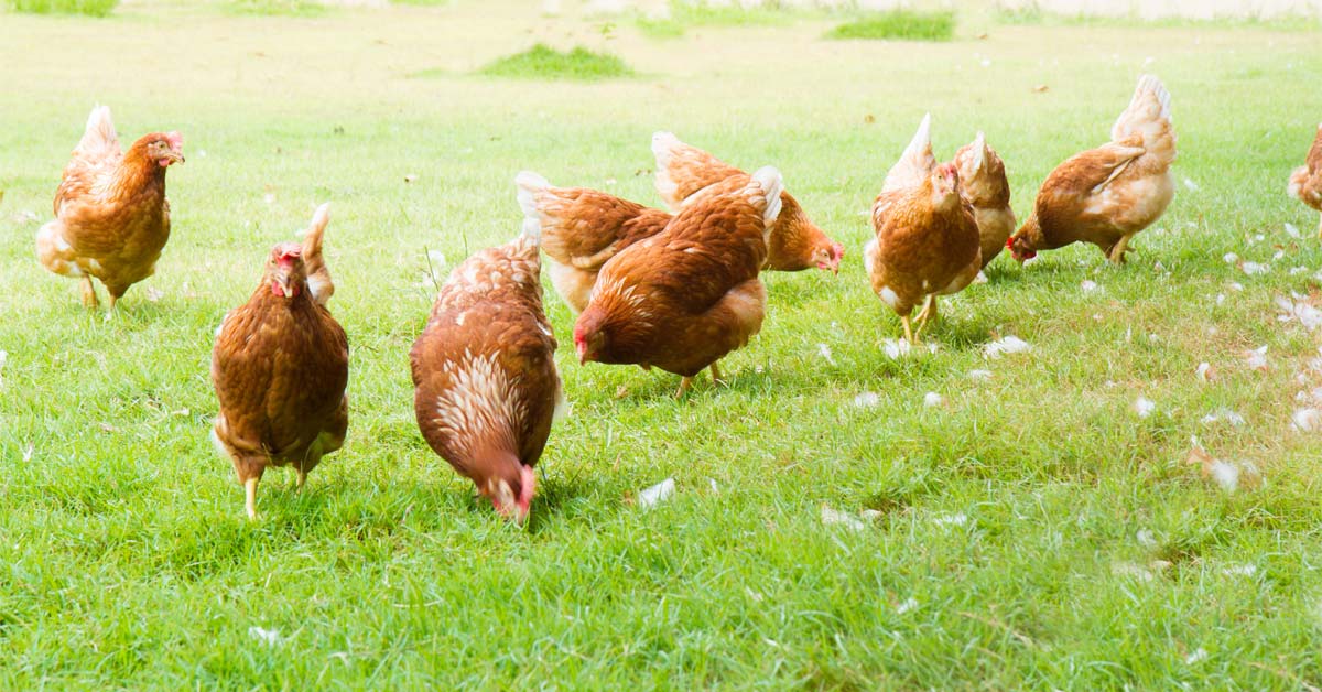 Free-range chickens cost less to raise