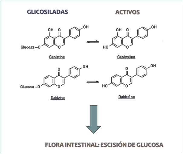 Formación de isoflavonas activas a partir de compuestos glicosilados en los cuales se lleva a cabo la escisión de la glucosa.