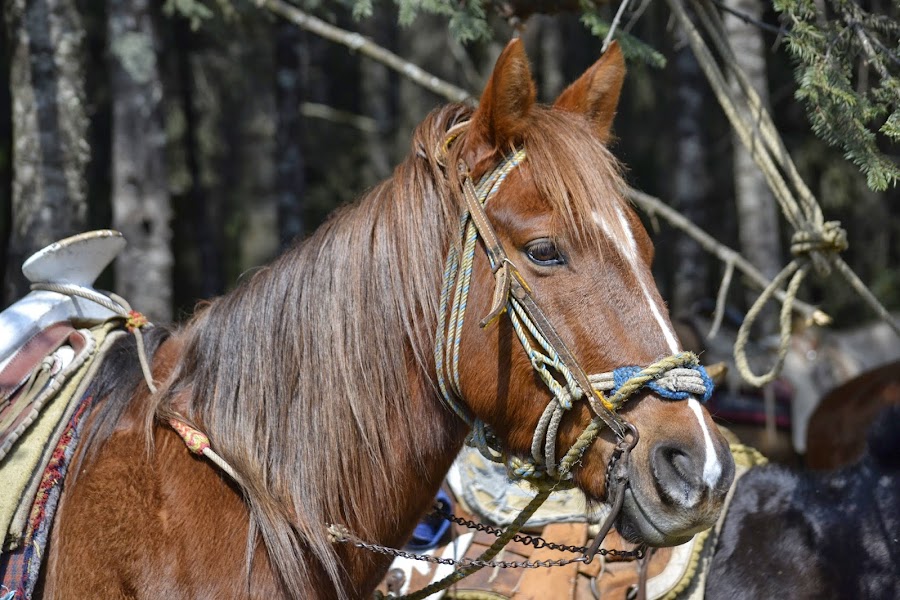 Мексика. И станут направления дорогами.