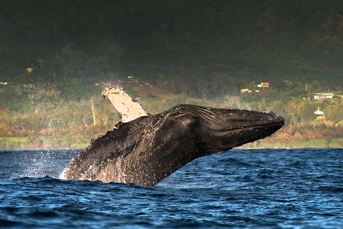 whale-watching tour in Maui