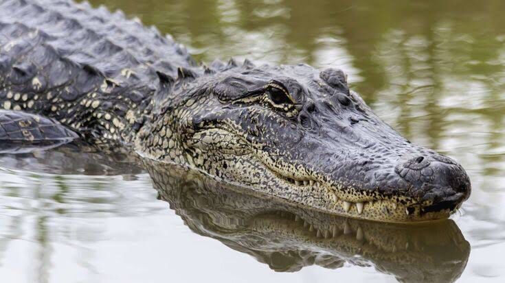 Crocodile