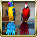 Talking Parrot Couple Free apk Download