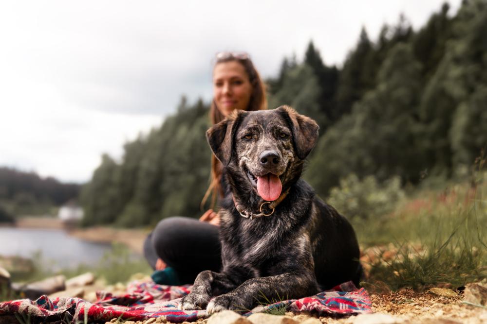 Best tips when going on a mountain trip and hiking with your dog