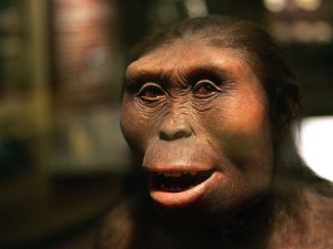 Chicagos Field Museum Opens New Exhibit On Evolution