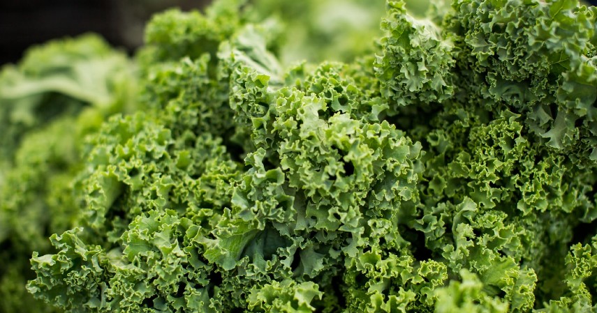 Jenis Sayuran Tinggi Protein - Kale