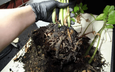 Root rot image