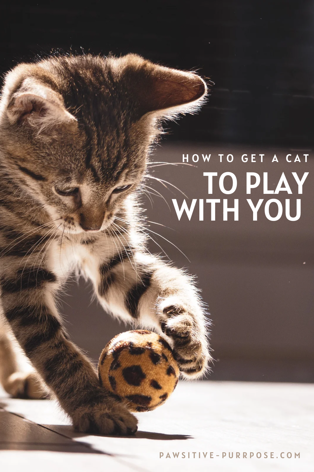 Picture of gray tabby cat playing with ball and text how to get a cat to play with you