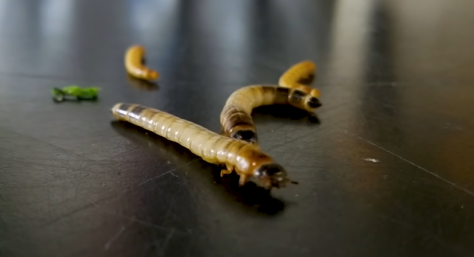 Superworms and mealworms