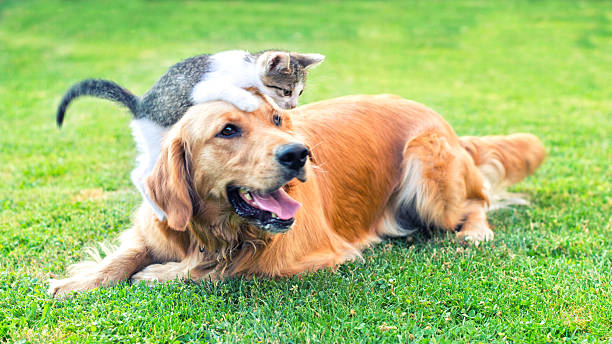 Best friends stock photo