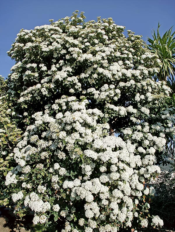 tanaman semak viburnum
