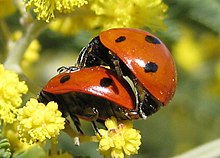 A photo of two ladybugs mating.