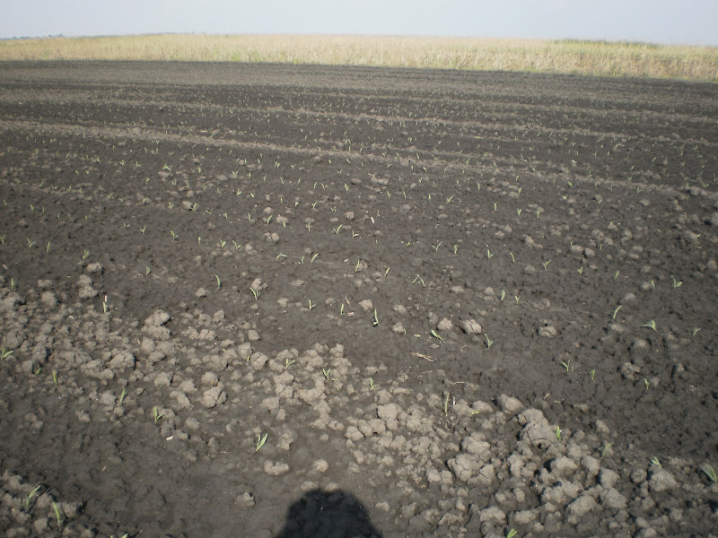 P5150046.JPG