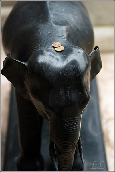 coins-on-elephant.jpg