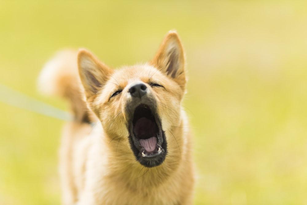 How to Stop a Dog from Barking? - Everything you Need to Know
