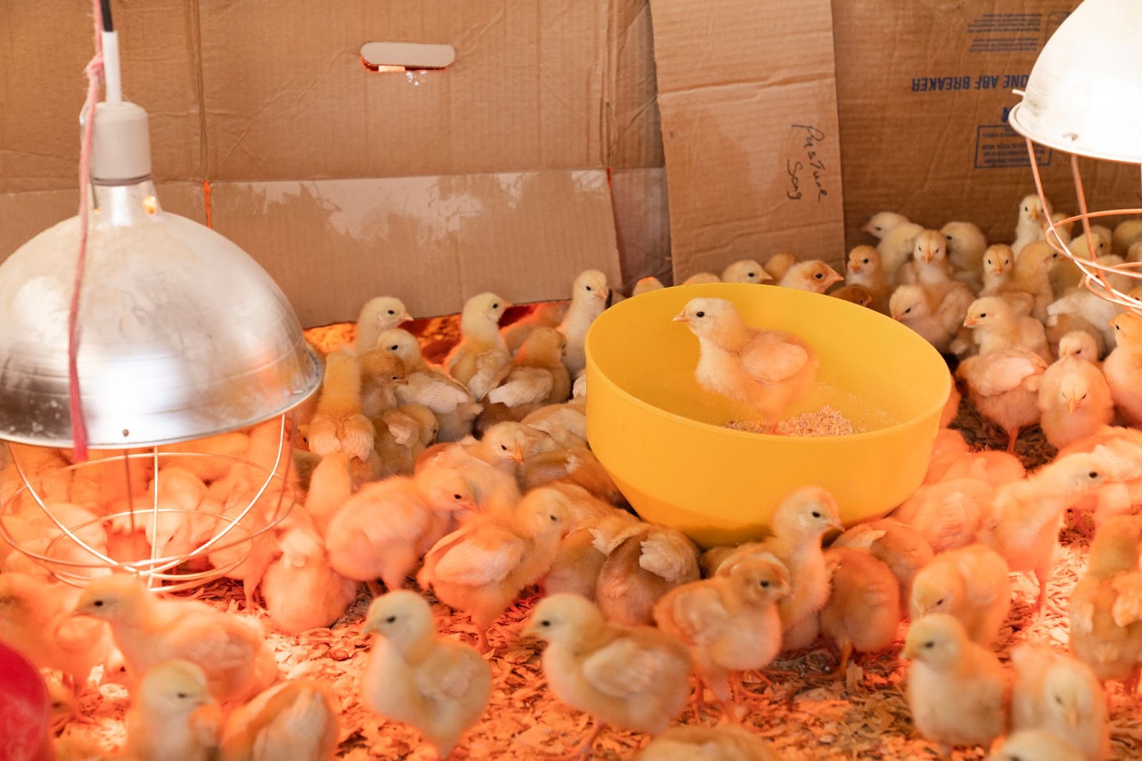 Chicks in a poultry farm