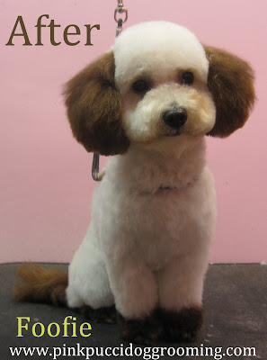 Foofie The Maltipoo