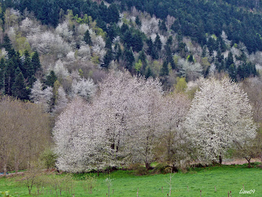 Quand la montagne fleurit BlancBouquet1310572