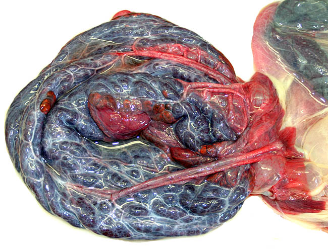 Harbor seal placenta