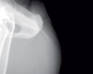 Lateral radiograph of a male cat with urolithiasis