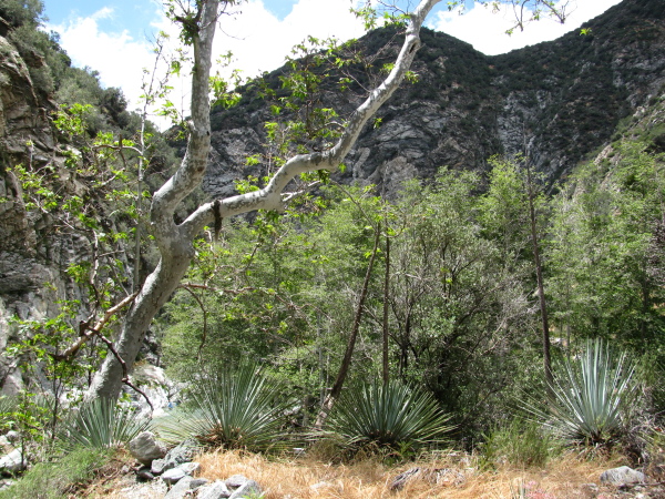 the local environ and the possible swan rock