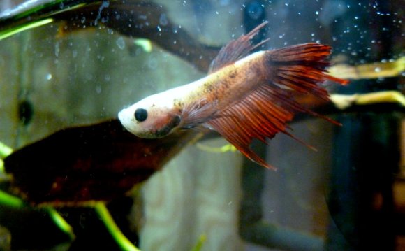 Tiến hành thay nước khi cá betta được 2 tuần tuổi