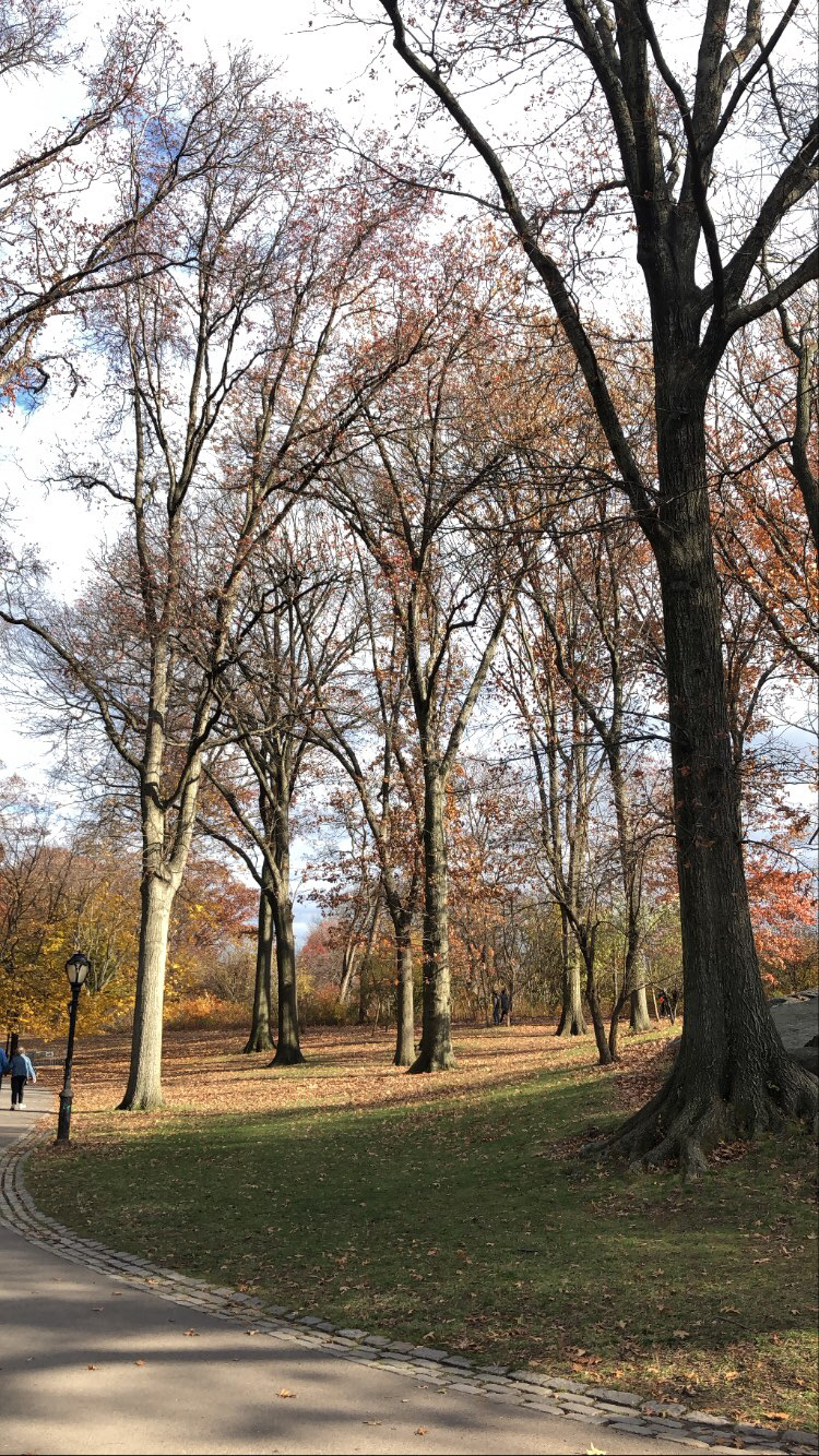 Birdwatching Adventures in Central Park