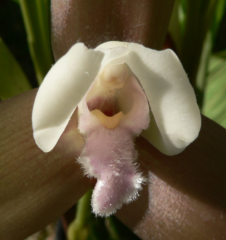 Lycaste Anna Katharina  P1070282