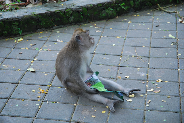 Бали: февраль 2011 – Кута, Убуд