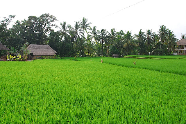 Бали: февраль 2011 – Кута, Убуд