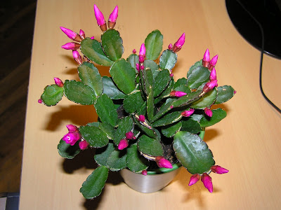 Hatiora, Rhipsalidopsis - Uskrnji kaktus P2080281