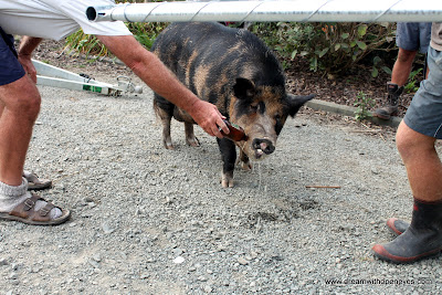 even the pigs here like beer!!!